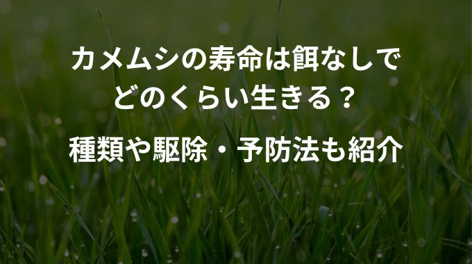 カメムシの寿命はえさなしでどのくらい生きる