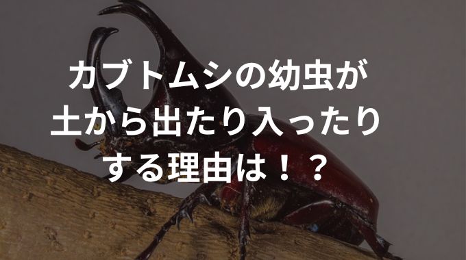 カブトムシの幼虫が土から出たり入ったりするのはなぜ？育てている私が解説！